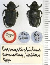 http://www.flickr.com/photos/nhm_beetle_id/5476601580/