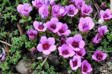http://www.biopix.com/purple-saxifrage-saxifraga-oppositifolia_photo-67990.aspx
