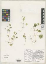 http://collections.mnh.si.edu/services/media.php?env=botany&irn=10063429