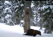 Fisher captured on trail cam
