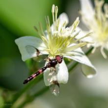 Ocyptamus lemur, by Scott E. Severs, published by iNaturalist