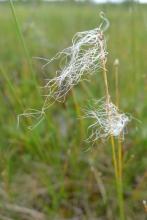 http://www.biopix.com/cotton-deer-grass-trichophorum-alpinum_photo-94562.aspx