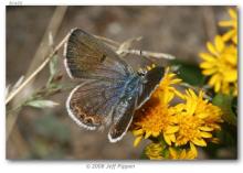 http://butterfliesofamerica.com/images/Theclinae/Polyommatinae/Plebejus_s_shasta/Plebeius_s_shasta_F_Saddlebag_Lake_Mono_Co_CA_17_July_2007_1.jpg