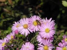 http://www.biopix.com/michaelmas-daisy-aster-novi-belgii_photo-39573.aspx