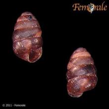 http://www.femorale.com/shellphotos/detail.asp?species=Columella%20edentula%20(Draparnaud,%201805)