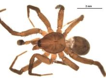 http://www.boldsystems.org/views/taxbrowser.php?taxon=Agroeca+ornata