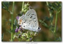 http://butterfliesofamerica.com/images/Theclinae/Lycaeninae/lycaena_dione/Lycaena_dione_USA_WYOMING_Hot_Springs_Co._Hwy_20_Wind_River_Canyon_24-VII-2011_BROCK_2.JPG