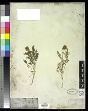 http://collections.mnh.si.edu/services/media.php?env=botany&irn=10213098