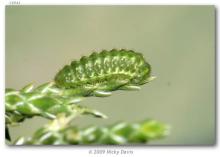 http://butterfliesofamerica.com/images/Theclinae/eumaeini/callophrys_gryneus_chalcosiva/4_Callophrys_gryneus_chalcosiva_3rd_instar_larva_molted_to_3rd_on_July_9th_11-VII-08.jpg