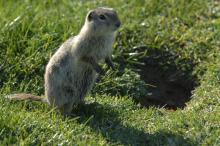 Piute Ground Squirrel, photo courtesy USAF Airman Shane Phipps