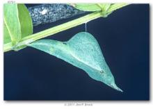 http://butterfliesofamerica.com/images/Pieridae/Coliadinae/Eurema_boisduvaliana/Eurema_boisduvaliana_pupa_MEXICO_SONORA_Aduana_30-VIII-99.jpg