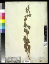http://collections.mnh.si.edu/services/media.php?env=botany&irn=10213016