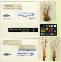 http://elmer.rbge.org.uk/bgbase/vherb/bgbasevherb.php?cfg=bgbase/vherb/bgbasevherb.cfg&specimens_barcode=E00455031