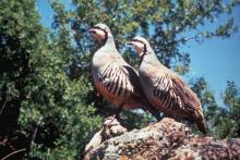Chukar Photo