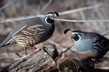California Quail Photo