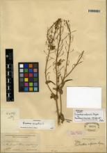 http://images.mobot.org/tropicosdetailimages/Tropicos/041/515A4329-F8A1-435A-8D8D-1B2D5BFB3DAB.jpg