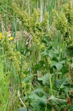 http://www.biopix.com/scottish-dock-rumex-aquaticus_photo-105514.aspx