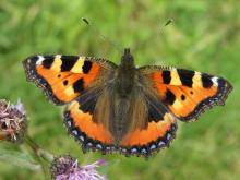 http://www.biopix.com/small-tortoiseshell-aglais-urticae_photo-35856.aspx