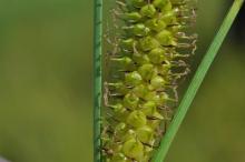 http://www.biopix.com/beaked-sedge-carex-rostrata_photo-102287.aspx