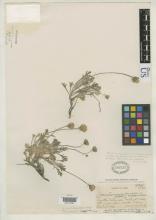 http://collections.mnh.si.edu/search/botany/?irn=2092071