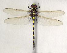 http://odonata.lifedesks.org/image/view/50/_original
