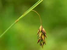 http://www.biopix.com/bog-sedge-carex-limosa_photo-12966.aspx