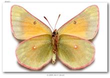 http://butterfliesofamerica.com/images/Pieridae/Coliadinae/colias_m_meadii/108_Colias_m_meadii_F_Beartooth_Plateau_Carbon_Co_MT_USA_01-VIII-77_2.jpg