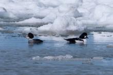 http://images.marinespecies.org/resized/39921_barrows-goldeneye-pair.jpg