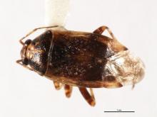 http://www.boldsystems.org/views/taxbrowser.php?taxon=Agnocoris+utahensis