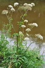 http://www.biopix.com/wild-angelica-angelica-sylvestris_photo-102121.aspx