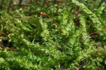 http://www.biopix.com/dented-silk-moss-plagiothecium-denticulatum_photo-78020.aspx
