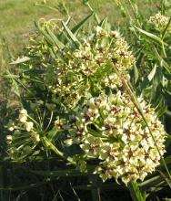 http://commons.wikimedia.org/wiki/File:Asclepias-asperula.jpg