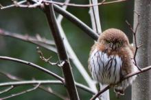 http://commons.wikimedia.org/wiki/File:Pygmy_(Glaucidium)_owl.jpg