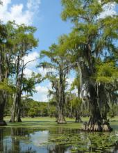 http://commons.wikimedia.org/wiki/File:Taxodium_distichum_Caddo_Lake_TX_2.jpg