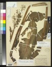 http://collections.mnh.si.edu/search/botany/?irn=2165812