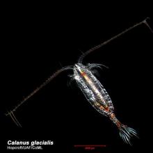 http://www.arcodiv.org/watercolumn/copepod/Calanus_glacialis.html