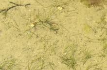 http://www.biopix.com/spiral-tasselweed-ruppia-cirrhosa_photo-105018.aspx