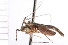 http://www.boldsystems.org/views/taxbrowser.php?taxon=Phytocoris+inops