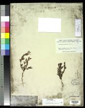 http://collections.mnh.si.edu/services/media.php?env=botany&irn=10212839