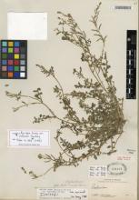 http://images.mobot.org/tropicosdetailimages/Tropicos/041/F45C32D7-ADB6-469E-A340-1680E93EF94A.jpg