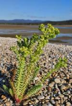 http://www.biopix.com/sea-spurge-euphorbia-paralias_photo-101527.aspx