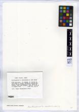 http://collections.mnh.si.edu/search/botany/?irn=2618408