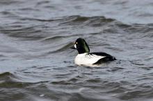 http://www.biopix.com/common-goldeneye-bucephala-clangula_photo-114409.aspx