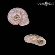 http://www.femorale.com/shellphotos/detail.asp?species=Vallonia%20costata%20(O.F.Muller,%201774)