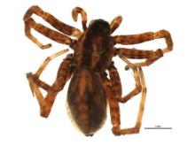 http://www.boldsystems.org/views/taxbrowser.php?taxon=Pardosa+lapponica