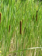 http://commons.wikimedia.org/wiki/File:Typha_angustifolia1.JPG