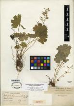 http://images.mobot.org/tropicosdetailimages/Tropicos/291/C72A53E2-C8B7-4BD1-BC3F-00F037B6C02E.jpg