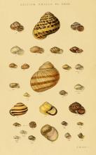 http://commons.wikimedia.org/wiki/File:Illustrated_Index_of_British_Shells_Plate_23.jpg