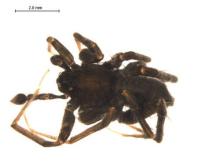 http://www.boldsystems.org/views/taxbrowser.php?taxon=Pardosa+lapidicina