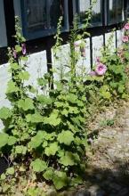 http://www.biopix.com/hollyhock-alcea-rosea_photo-108678.aspx